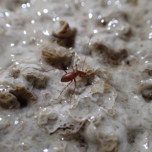Jamski hrošč hadezija se prehranjuje z organskimi delci v prenikli vodi, ki mezi po stenah jam. (avtor fotografije je Teo Delić)
