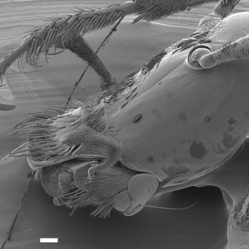 Posnetek jamskega hrošča hadezije pod elektronskim mikroskopom. Kot večina jamskih živali je brez oči. Z »brki« preceja vodo in iz nje lovi drobce hrane. (avtor fotografije je Rok Kostanjšek)